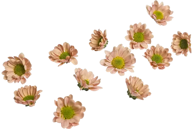 Eetbare bloem chrysant roze 20st